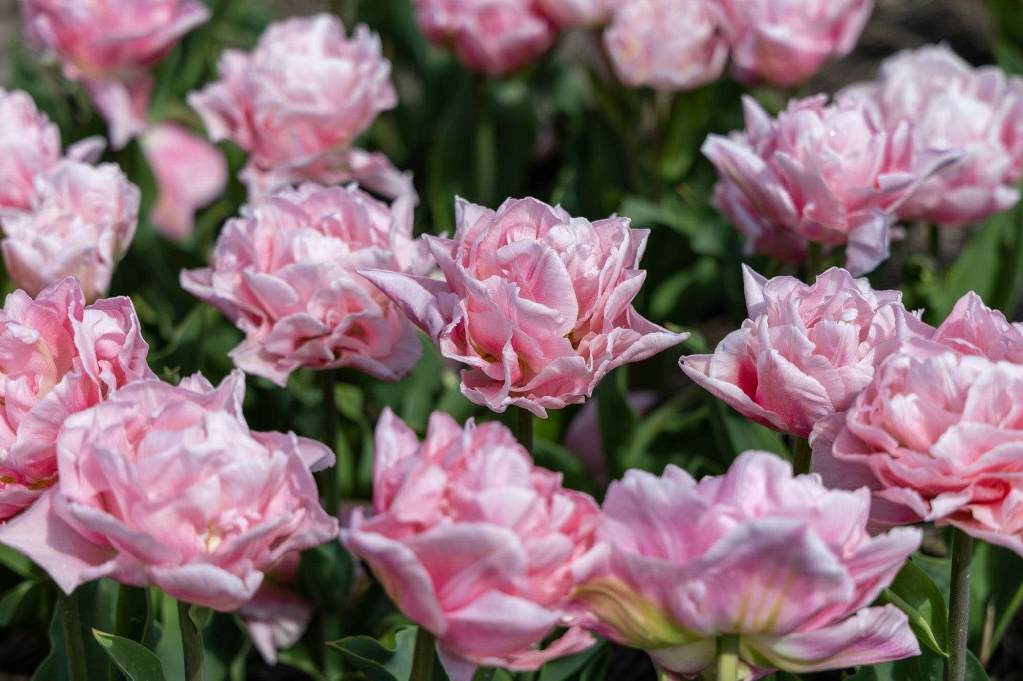 Tulpe 'Dreamer'